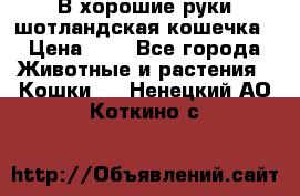 В хорошие руки шотландская кошечка › Цена ­ 7 - Все города Животные и растения » Кошки   . Ненецкий АО,Коткино с.